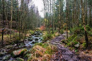 Herfstpad in de Ardennen van Sander Fearloos