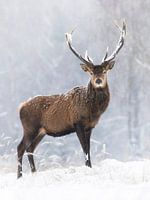 A proud stag in the snow flurry