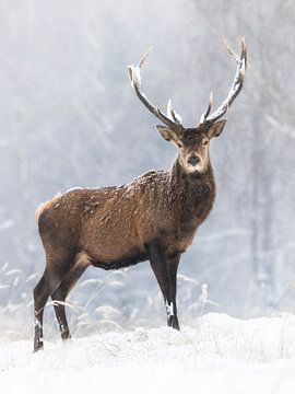 Ein stolzer Hirsch im Schneetreiben von Daniela Beyer