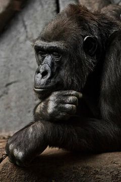 Pose pensif, la main soutient sa tête. Femme gorille anthropoïde singe. Un symbole de rationalité co
