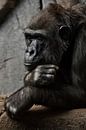 Pose pensif, la main soutient sa tête. Femme gorille anthropoïde singe. Un symbole de rationalité co par Michael Semenov Aperçu