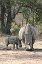 neushoorn met baby en vogel in afrika van Christiaan Van Den Berg thumbnail