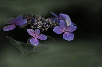 Hortensia sur Greetje van Son