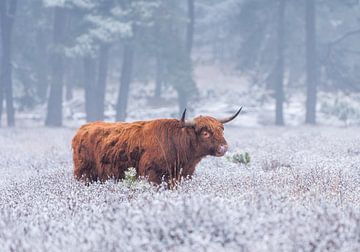 Winters tafereel in Nederland van Rik Zwier