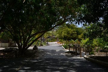 Eingang Hofi Mango Curacao von Europhoto Netherlands