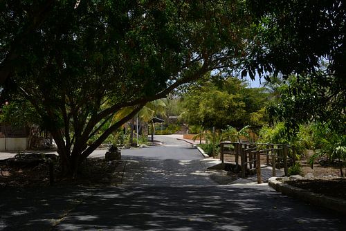 Eingang Hofi Mango Curacao von Europhoto Netherlands