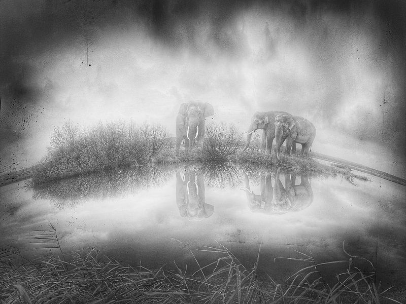 Olifanten van Truckpowerr