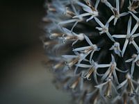 Distel