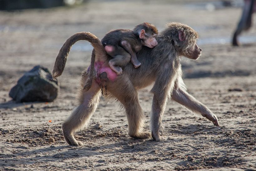 Pavian mit Jungtier auf dem Rücken von Joost Adriaanse