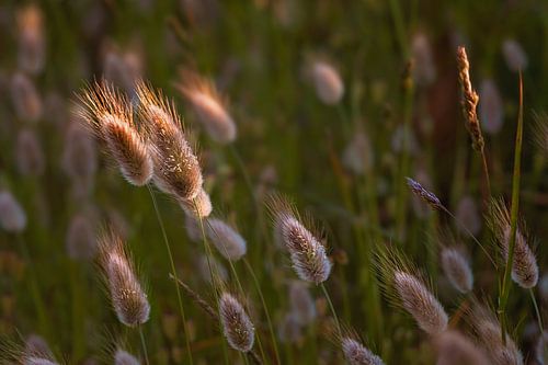 Waving spikes in the sun
