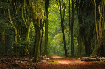Speulderbos Backlight