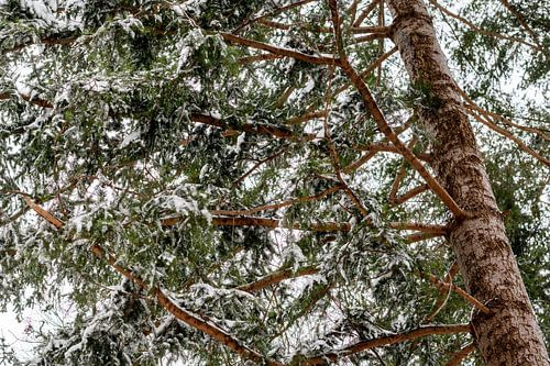 Winterlandschaft von Iris Brummelman