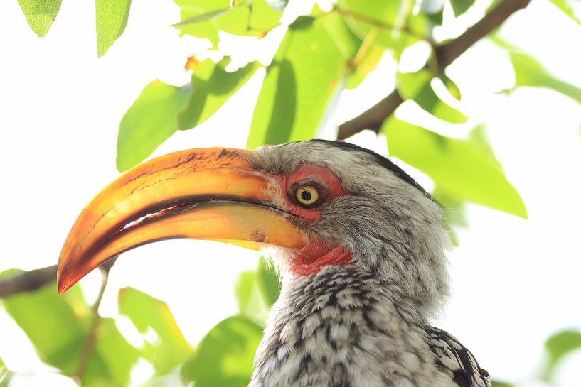 Yellow beaked hornbill by Bobsphotography