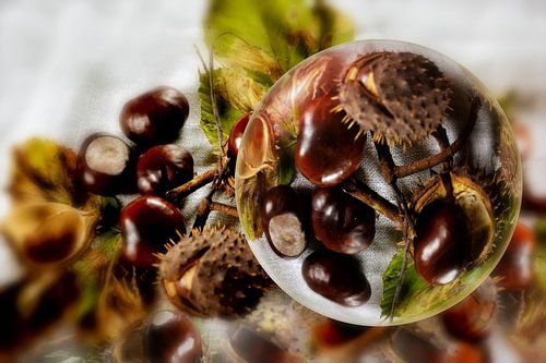 Dans la boule de verre -  Chestnut