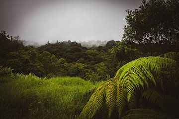 Forêt pluviale nuageuse sur Dennis Langendoen