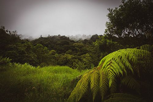Forêt pluviale nuageuse