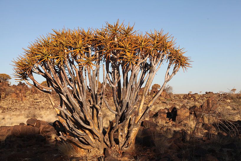 zonsondergang in afrika van Marianne Evers