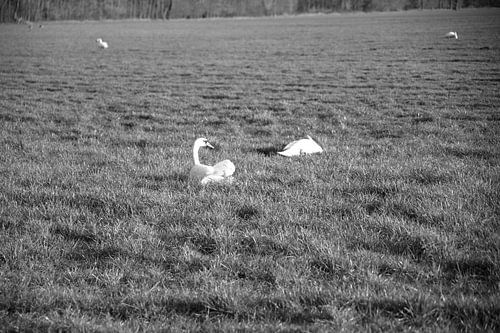 Twee zwanen op een weiland in Emsland