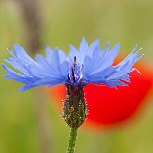 Korenbloem met op de achtergrond een Klaproos