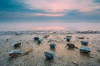 Dutch seascape