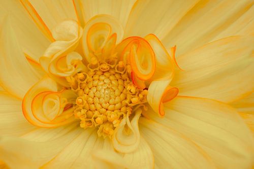 Love of dahlia's close up