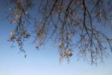 branches d'hiver