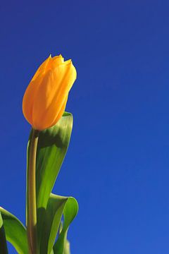 Gele tulp tegen een blauwe lucht