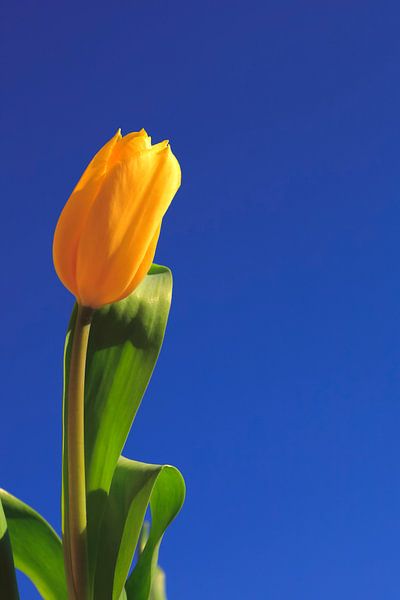Gelbe Tulpe vor blauem Himmel von Thomas Jäger