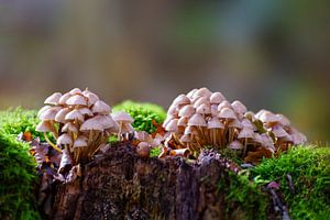 Paddenstoelen op een bemoste boomstam
