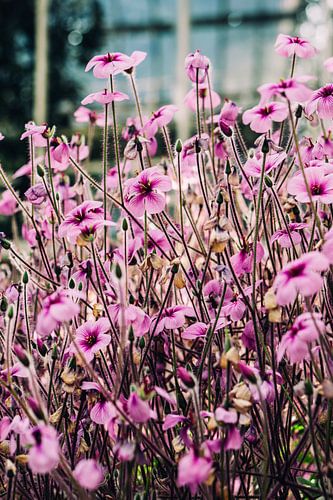 Purple Flowers