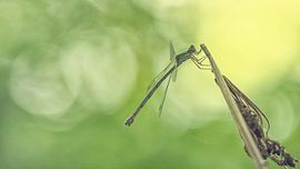 Beautifull Summer sur Sander Kardinaal