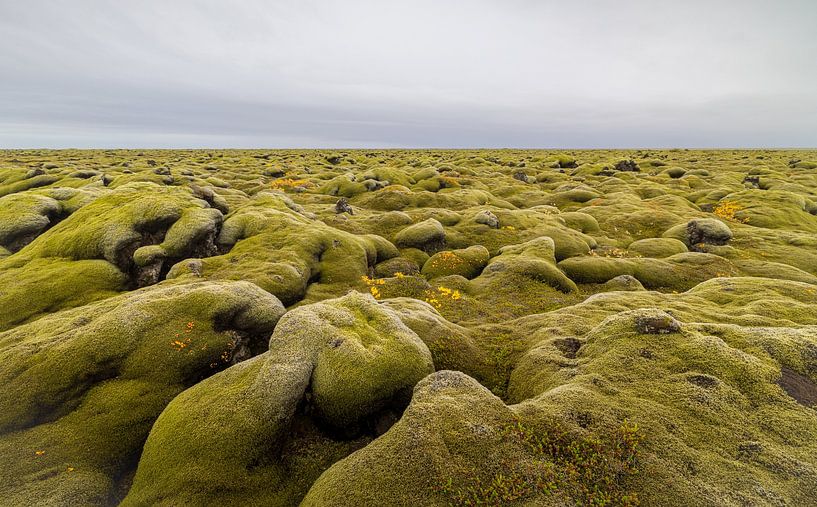 Mossed lava fields (Iceland) by Marcel Kerdijk
