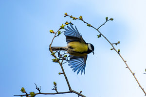 Der Flug der Kohlmeise