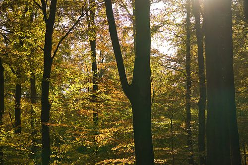 Een herfstbos, overspoeld met warm zonlicht. Gouden bladeren gloeien