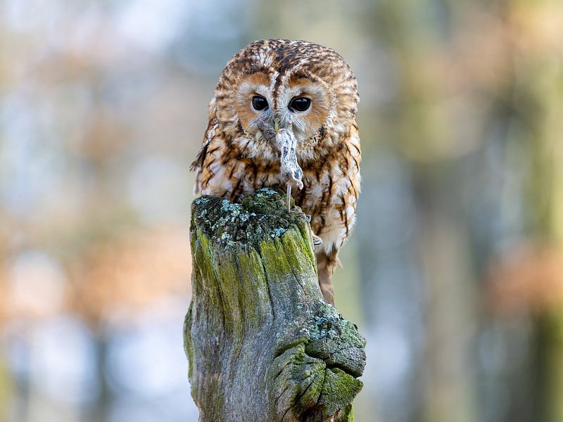 Tawny owl with mouse by Manuel Weiter