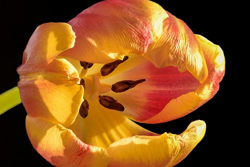De tulp