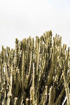 Cactus Planten op het Eiland Capri - Italië Fotografie