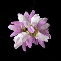 Blühendes aus der Natur