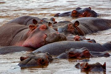 Hippos by Peter Michel