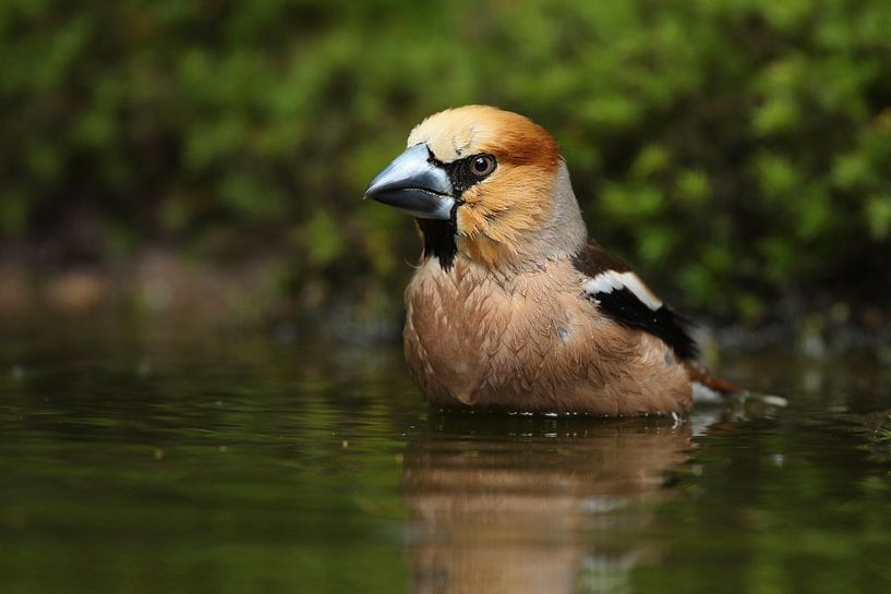 Kernbeißer (Coccothraustes coccothraustes) von Ronald Pol