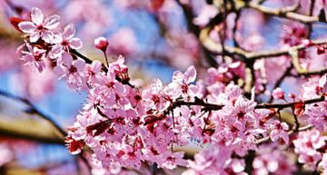 Japanse kersenbloesems in de lentezon van Werner Lehmann