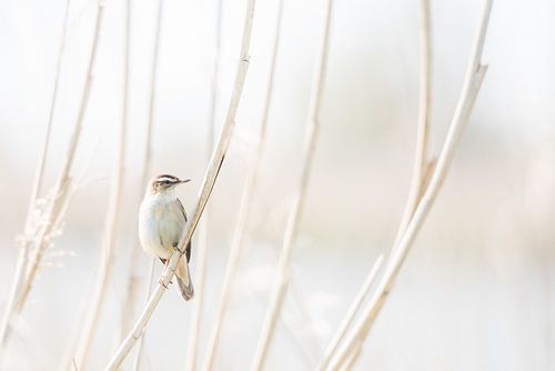 Rietzanger in het riet