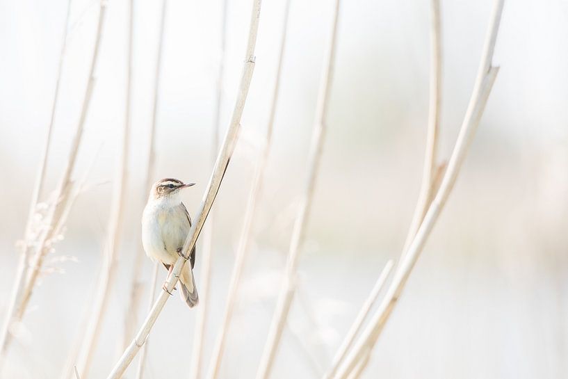 Reed warbler in the reeds by Danny Slijfer Natuurfotografie