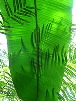 Leaves