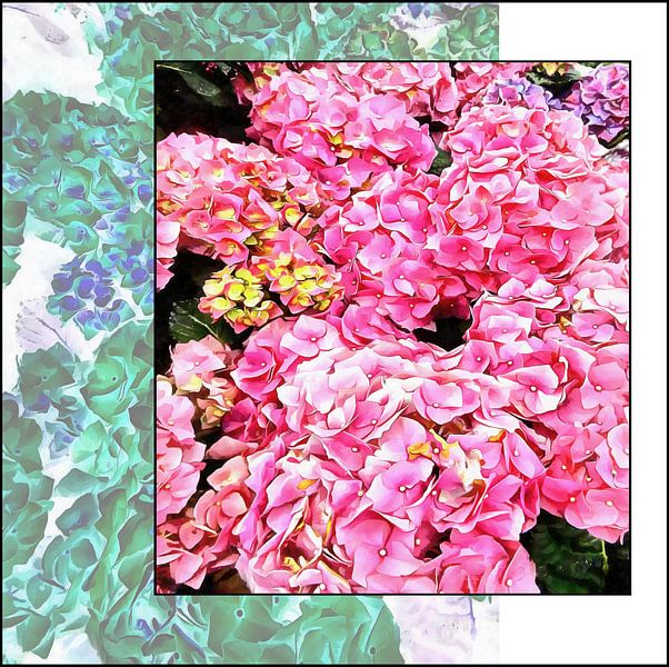 Hortensien Offset von Dorothy Berry-Lound