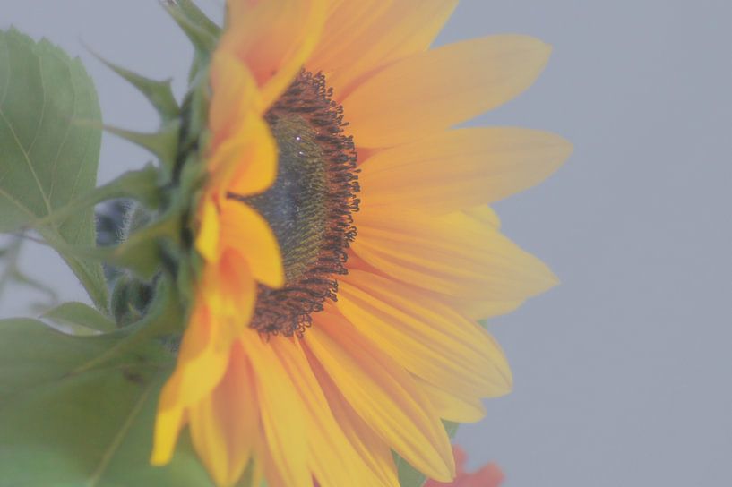 Zonnebloem nevel van Niek Traas