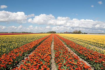 een oranje tulpenveld geflankeerd door gele tulpenvelden van W J Kok