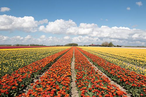 an orange tulip field flanked by yellow tulip fields