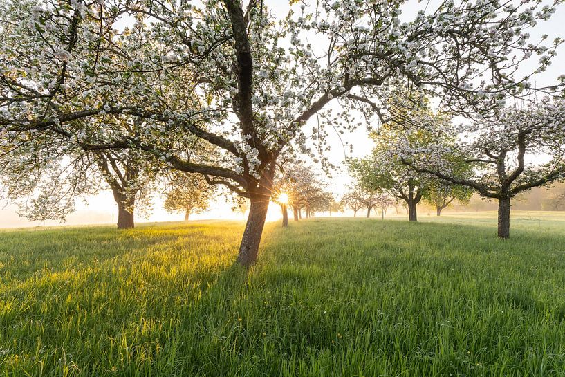 Frische Blüte, Morgenlicht, Bodennebel… einfach magisch! von Jiri Viehmann