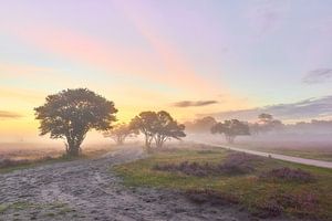 Zonsopkomst op de paarse hei